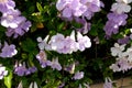 Lavender trumpet vine,