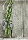 Lavender tuft hanging under the roof and drying on the background of old textured wooden wall