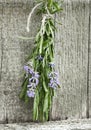 Lavender tuft hanging under the roof and drying on the background of old textured wooden wall