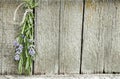 Lavender tuft hanging under the roof and drying on the background of old textured wooden wall