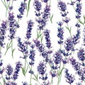 Lavender twigs watercolor sketching seamless pattern on a white background