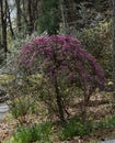 Lavender Twist Redbud - Cercis Candensis Royalty Free Stock Photo