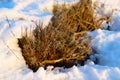 Lavender Under Snow