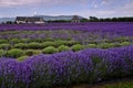 Lavender Valley Royalty Free Stock Photo