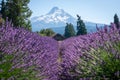 Lavender Valley farm and Hood Mountain in Oregon Royalty Free Stock Photo
