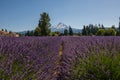 Lavender Valley Farm and Mount Hood in Oregon Royalty Free Stock Photo