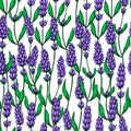 Lavender vector drawing seamless pattern. wild flower and leaves. Herbal artistic style background.