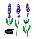 Lavender vector drawing set. Isolated wild flower and leaves. Herbal artistic style illustration.