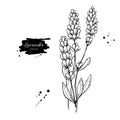 Lavender vector drawing set. Isolated wild flower and leaves. Herbal engraved style illustration. Royalty Free Stock Photo