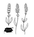 Lavender vector drawing set. Isolated wild flower and leaves. Herbal engraved style illustration. Royalty Free Stock Photo