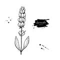 Lavender vector drawing set. wild flower and leaves. Herbal engraved style illustration.