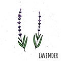 Lavender. Vector illustration with a plant. Hand drawn style Royalty Free Stock Photo