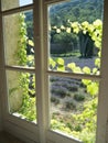 Lavender through a vine covered window Royalty Free Stock Photo