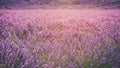Sunny lavender field in Provence, Plateau de Valensole, France Royalty Free Stock Photo
