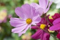 Lavender and Violet Daisies Basking in the Sun Royalty Free Stock Photo