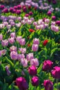 Lavender and violet tulip garden