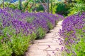 Lavender walk at Polesden Lacey country mansion Royalty Free Stock Photo