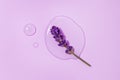 Lavender on a water Drop on a purple background Royalty Free Stock Photo