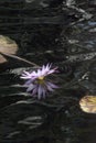 Lavender Water Lily Flower Floating in a Dark Pool With Ripples and Reflections Royalty Free Stock Photo