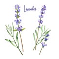 Lavender, watercolour illustration