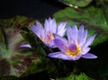 Lavender Waterlily