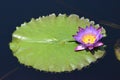 Lavender Waterlily Blossom With Lily Pad