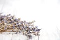 Lavender on a white background