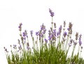 Lavender on a white background isolation Royalty Free Stock Photo