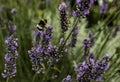 Lavender with white tailed Bumblebee flying towards flowers