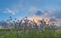 Lavender  wild flowers orange sky sunset and herbs at green field in countryside   sun light   clouds  summer  nature background Royalty Free Stock Photo