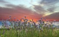 Lavender  wild flowers orange sky sunset and herbs at green field in countryside   sun light   clouds  summer  nature background Royalty Free Stock Photo