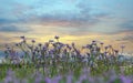 Lavender  wild flowers orange sky sunset and herbs at green field in countryside   sun light   clouds  summer  nature background Royalty Free Stock Photo