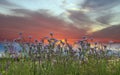 Lavender  wild flowers orange sky sunset and herbs at green field in countryside   sun light   clouds  summer  nature background Royalty Free Stock Photo