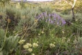 Lavender Wildflowers and Sagebrush Royalty Free Stock Photo