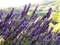 Lavender in the wind, close up, summer background or wallpaper