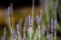 Lavender (Lavandula dentata)