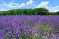 Lavender in the Yagisaki Park at Lakeside of Kawaguchi Royalty Free Stock Photo