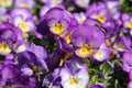 Lavender and Yellow Pansies