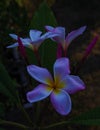 Beautiful plumeria flower blossoms glow at dusk Royalty Free Stock Photo