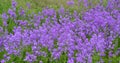 Lavender : Yoho National Park Royalty Free Stock Photo