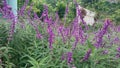 The lavenders all over the garden