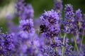 Lavenders with bumblebee.