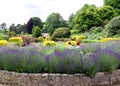 Lavenders in Calverlery Grounds in Royal Tunbridge Wells