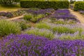 Lavenders grace a border in the village of Heacham, Norfolk, UK