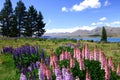 Lavenders by lake Tekapo