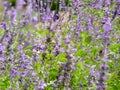 Garden field of lavender flowers Royalty Free Stock Photo