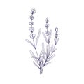Lavenders, outlined lavanda flowers. French Provence lavendars drawing in vintage style. Etched field lavandula plant