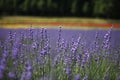 Lavenders are seen in Nakafurano town in Hokkaido, northern Japan