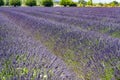 Lavendin purple farm in provence