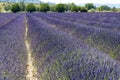 Lavendin purple farm in provence Royalty Free Stock Photo